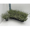 Calluna Beauty Ladies white