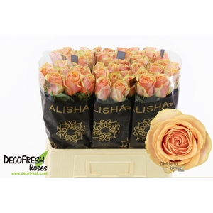 Rosa large dividend