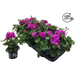 Pelargonium Peltatum 'Balkon Lila Double