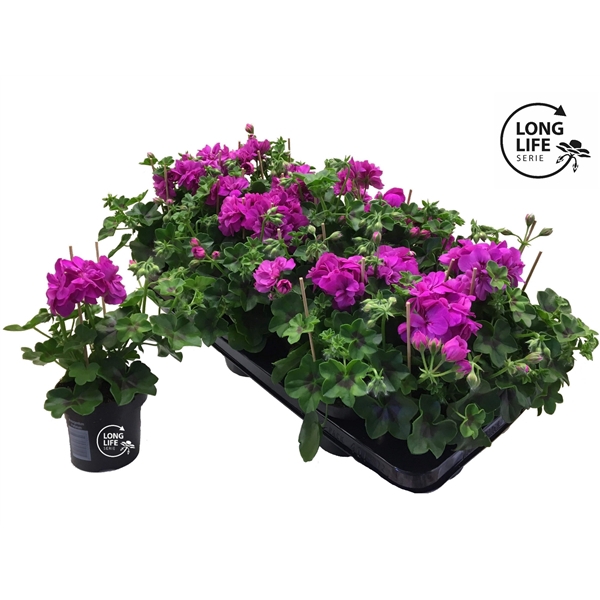 <h4>LongLife Peltatum Double Purple</h4>