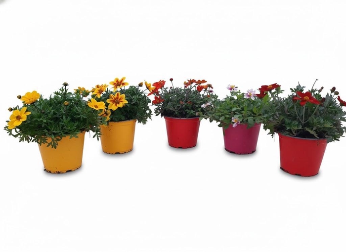 <h4>Bidens overig</h4>