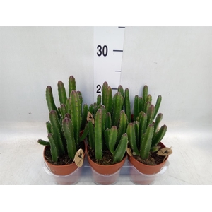 Stapelia leendertziae