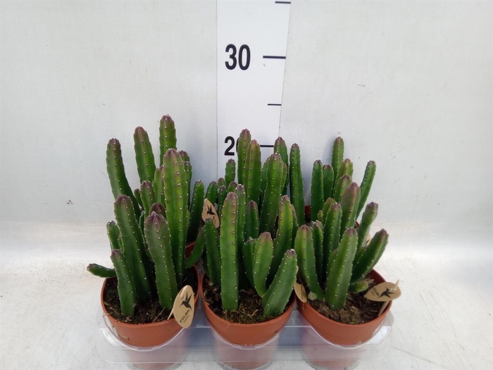 <h4>Stapelia leendertziae</h4>