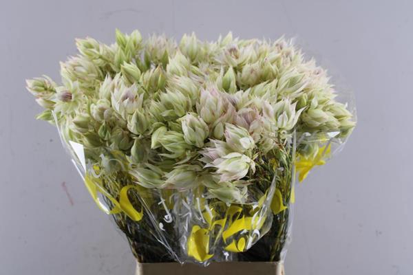 <h4>Serruria Sugar N Spi L 70</h4>