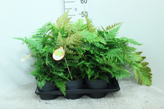 <h4>Dryopteris erythrosora</h4>