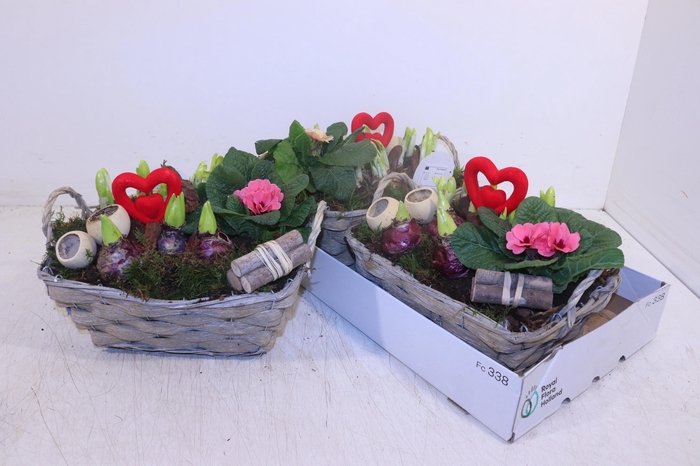 <h4>ARR TUINPLANTEN</h4>