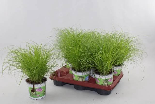 <h4>CYPER ALT ZUMULA</h4>