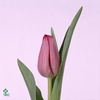 TU EN SWEET ROSY