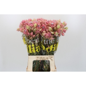 Blushing Bride Pink 6/9 Flowers