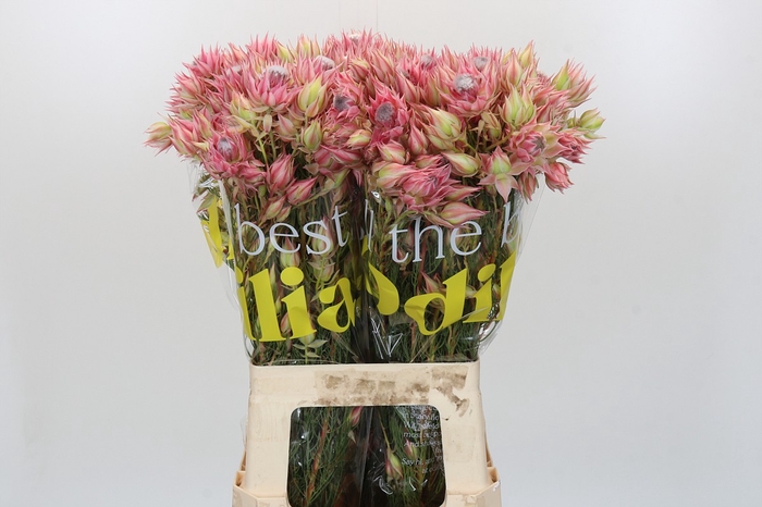 <h4>Blushing Bride Pink 6/9 Flowers</h4>
