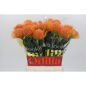 LEUCO AYOBA PEACH