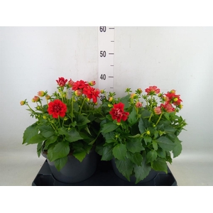Dahlia DE 'Labella Medio Red'