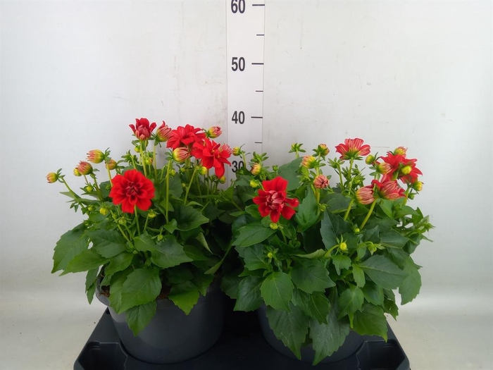 <h4>Dahlia DE 'Labella Medio Red'</h4>