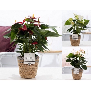 Anthurium mix in P&PURE Basket 6