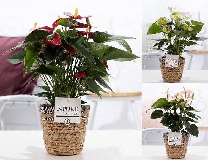 <h4>Anthurium mix in P&PURE Basket 6</h4>
