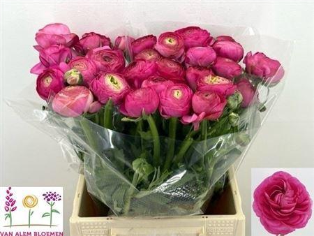 <h4>Ran Aazur Deep Rose</h4>