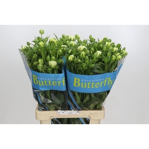 RANUNCULUS  'BUTTERFLY GRACES'