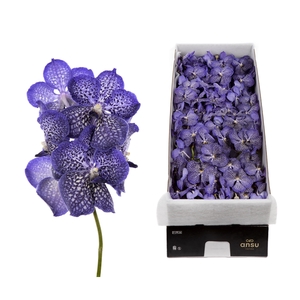 Vanda 16 tak Sapphire