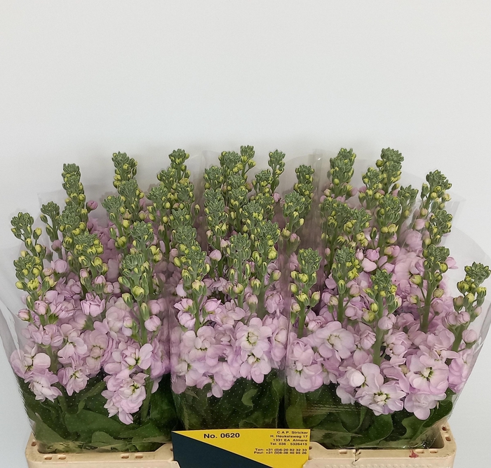 <h4>MATTH FIGARO L ROSE</h4>