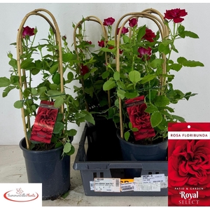 ROSA FL ROYAL SELECT