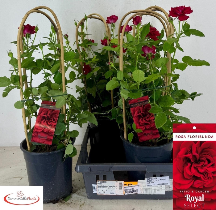 <h4>ROSA FL ROYAL SELECT</h4>