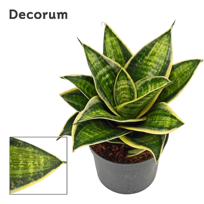 <h4>Sansevieria Hahnii 9 cm Superstar(Decorum)</h4>