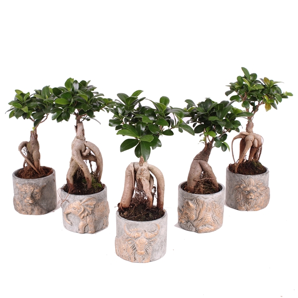 <h4>Ficus m. Ginseng pot ø09cm in ø11cm Big 5 pot</h4>