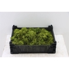 Moss Reindeer Moss 500gr Moss Green