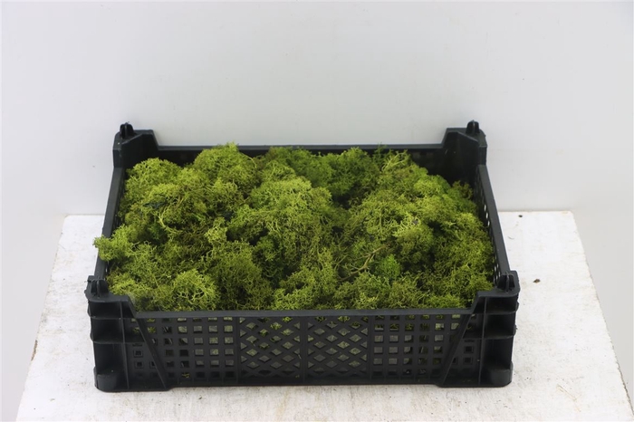 Moss Reindeer Moss 500gr Moss Green