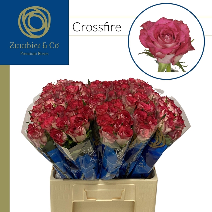 <h4>R GR Crossfire 60</h4>