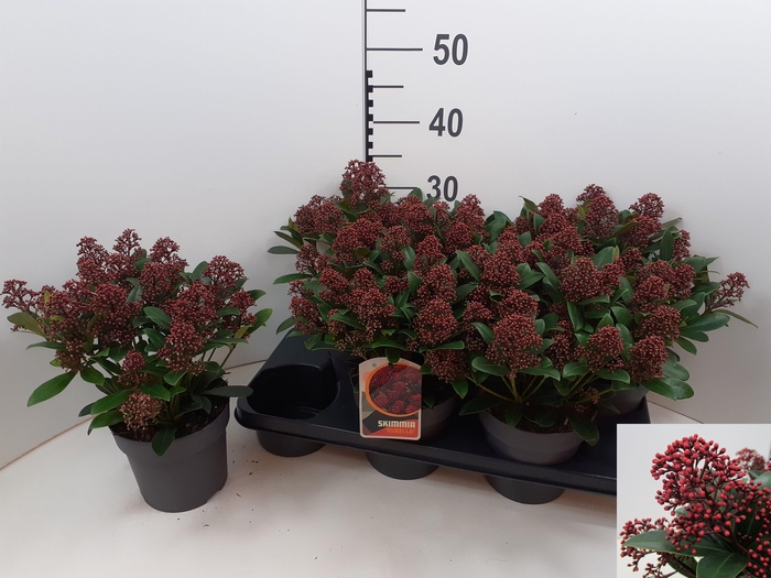 <h4>SKIM J RUBELLA</h4>