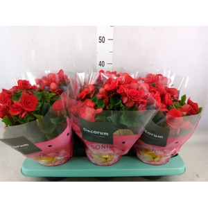 Begonia elat. DU 'Baladin'