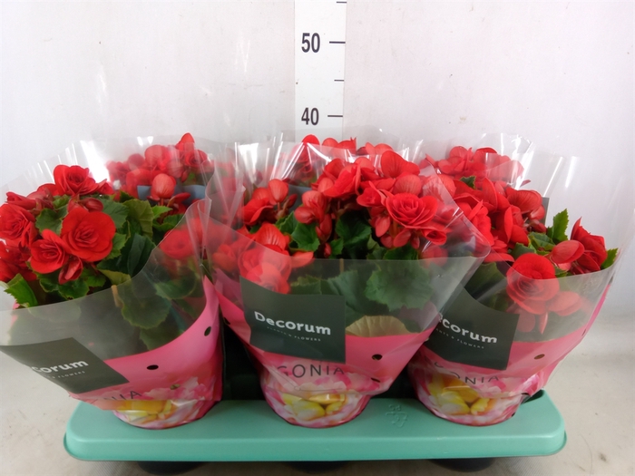 <h4>Begonia elat. DU 'Baladin'</h4>