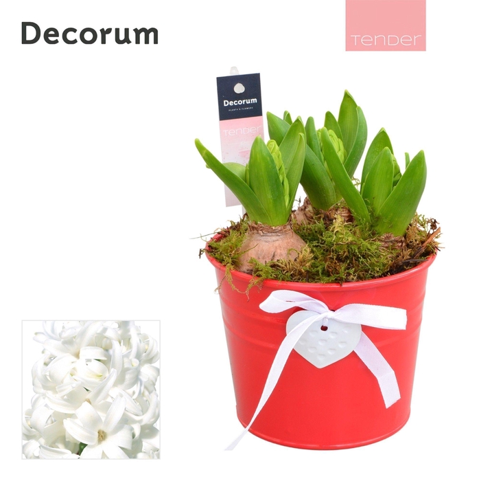 <h4>Hyacint Heart Bucket HL12674WP [TENDER]</h4>