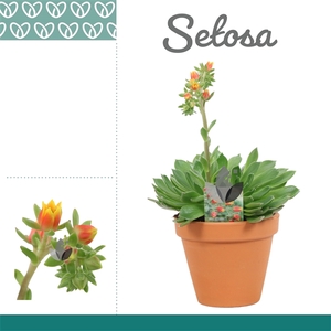 Echeveria Setosa in Terracotta Steen