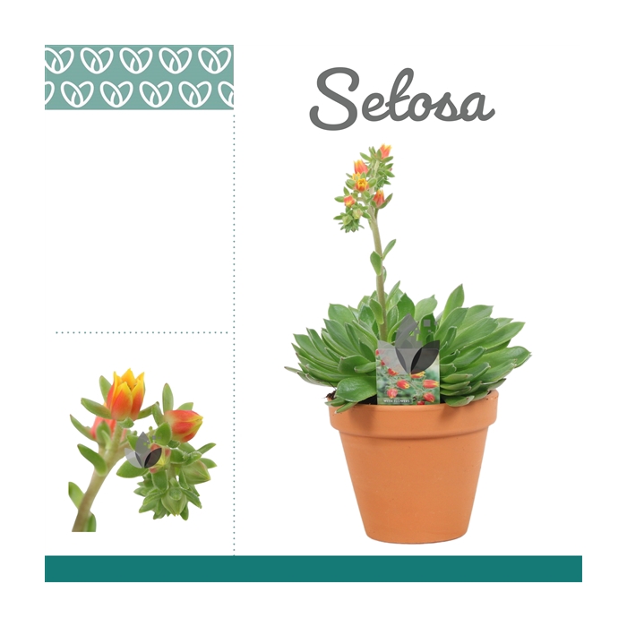 <h4>Echeveria Setosa in Terracotta Steen</h4>