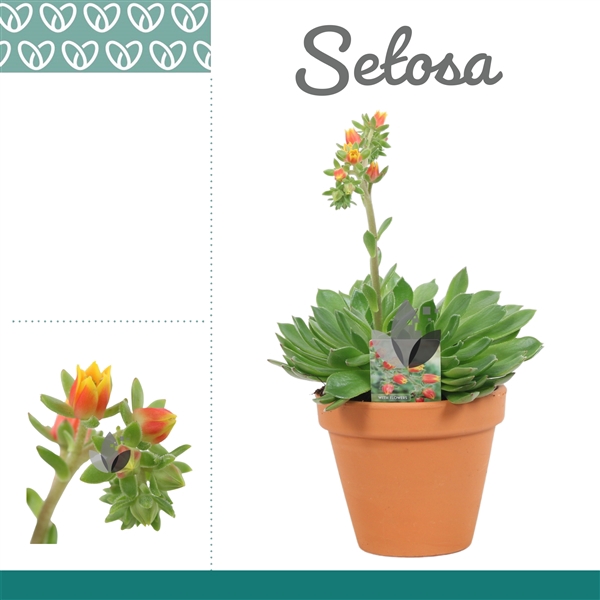 Echeveria Setosa in Terracotta Steen