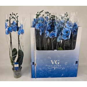 PHAL OV