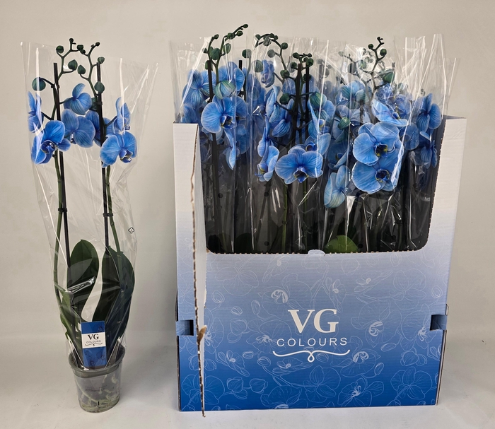 <h4>PHAL OV</h4>