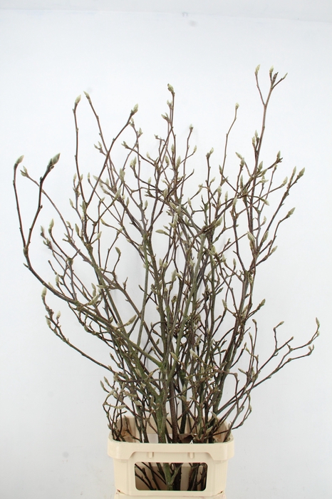 <h4>MAGNOLIA GRANDIFLORA X7</h4>