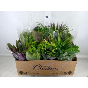 Planten Groen   ...mix 12