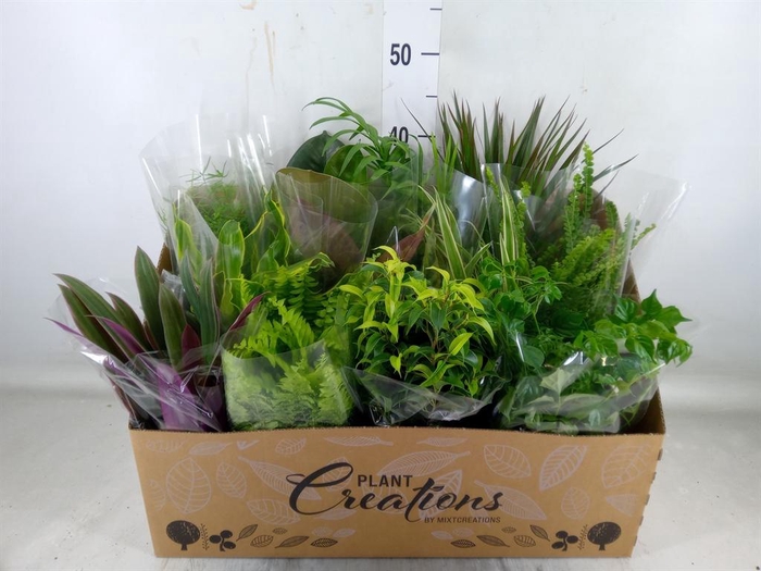 <h4>Planten Groen   ...mix 12</h4>