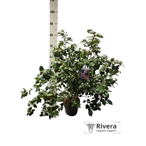 CAME J MATHOTI ROSEA