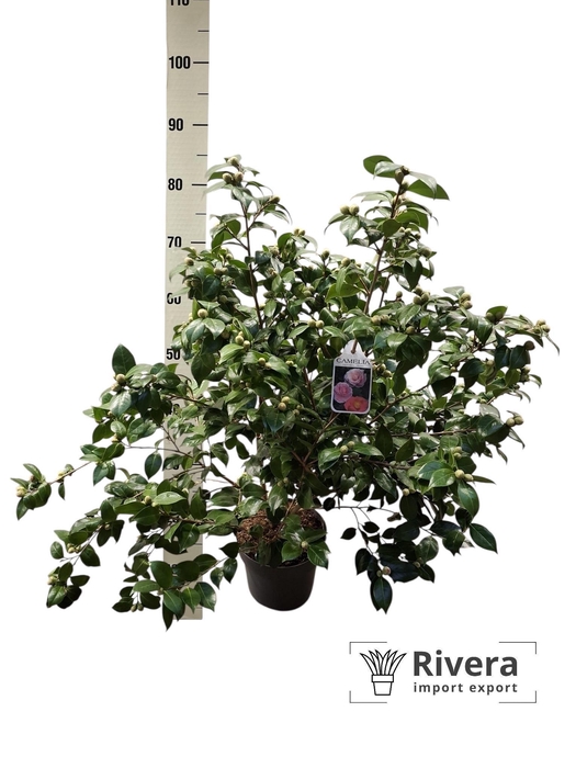 <h4>CAME J MATHOTI ROSEA</h4>