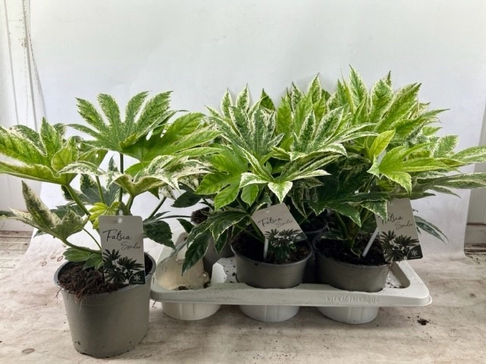 <h4>Fatsia Variegata</h4>