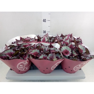 Begonia BD 'Caribbean Night'