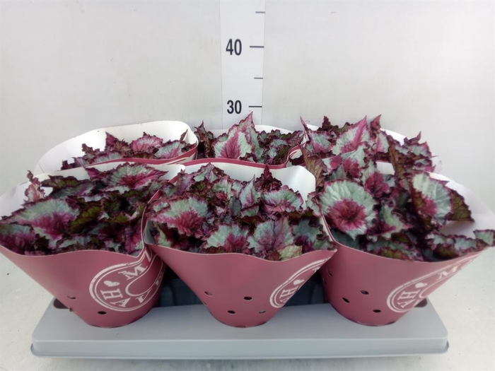 <h4>Begonia BD 'Caribbean Night'</h4>