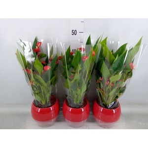 Anthurium andr. 'Mill Flowers Red'