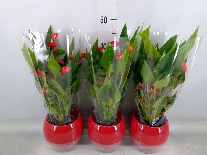 <h4>Anthurium andr. 'Mill Flowers Red'</h4>