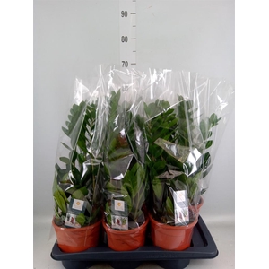 Zamioculcas zamiifolia